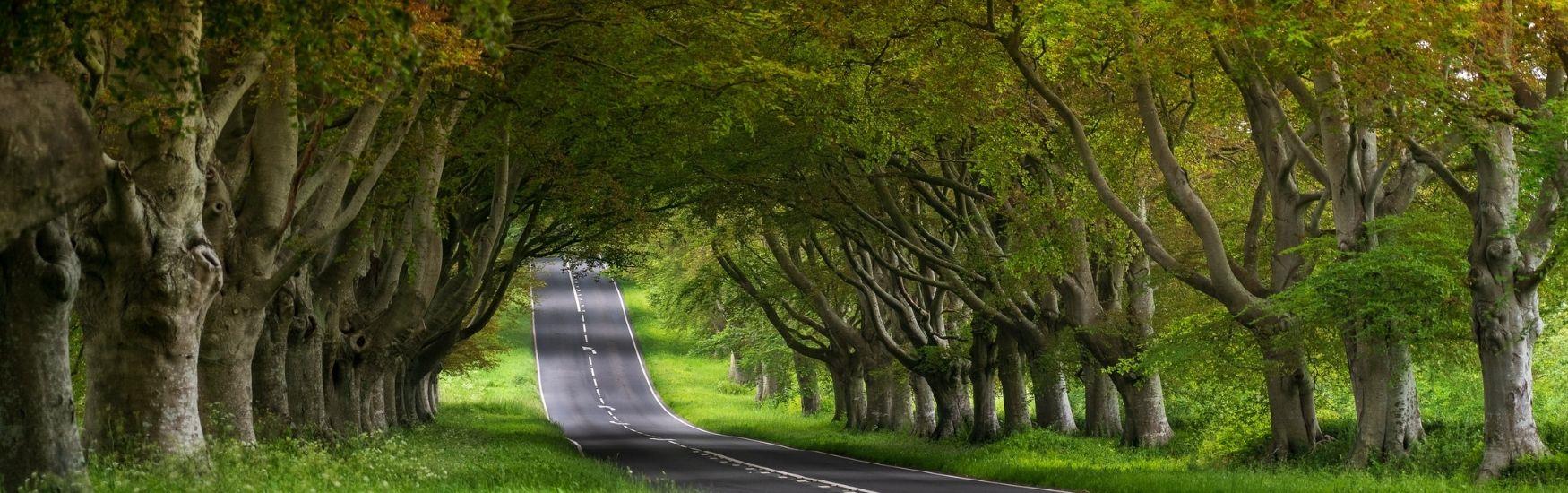 The Stunning Beech Avenue rows of trees located alongside Blandford road as you head into Wimborne