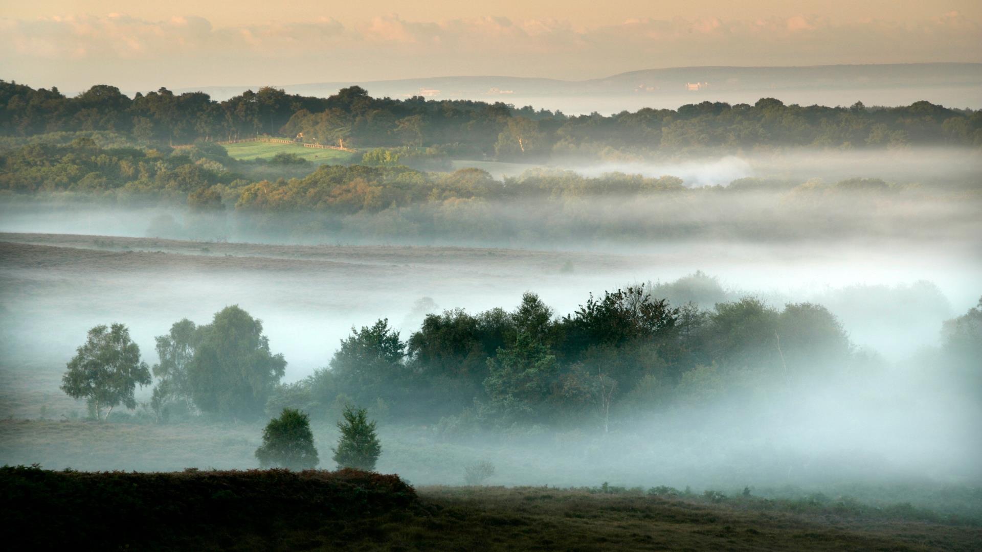 Mist rolling over the New forest in winter