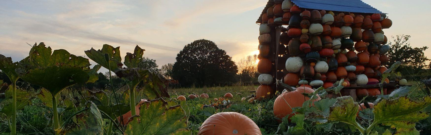 Pumpkins in a field, ready to be picked for Halloween.