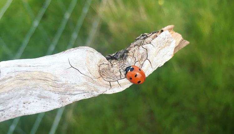 Ladybird on a branch