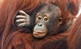 Baby orangutan all cosy as it hangs onto its parent