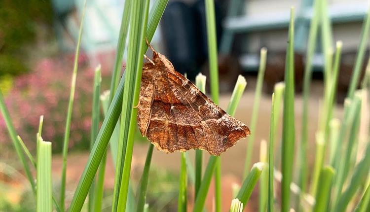 Brown coloured moth in high grass