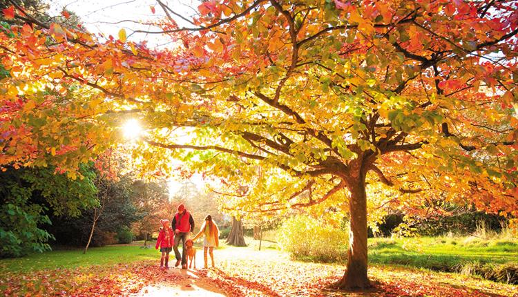 Bournemouth Central gardens in autumn with a family walking underneath the trees