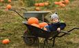 Boy in wheelbarrow with pumpkins