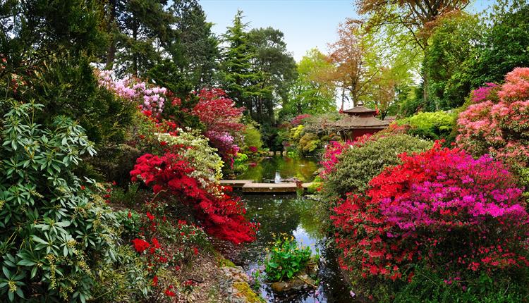 Wide shot of the beautiful bloom and lake at Compton Acres Japanese Garden