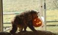 Monkey with carved pumpkin