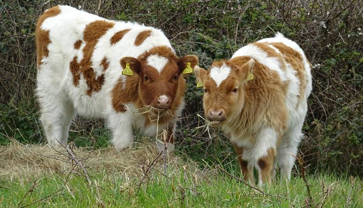 Two fluffy cows eating grass