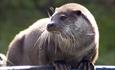 Otter - The New Forest Otter, Owl & Wildlife Park