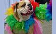 Dog dressed up in a pink tutu and colouful feathery scarf for gay pride in Bournemouth