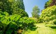 Gunnera plant protruding out from the lake surrounded by lush grass
