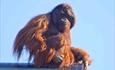 Majestic shot of Gordon the orangutan sat up high overlooking his enclosure