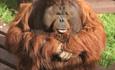 Gordon the huge orangutan sat in the sun in his enclosure