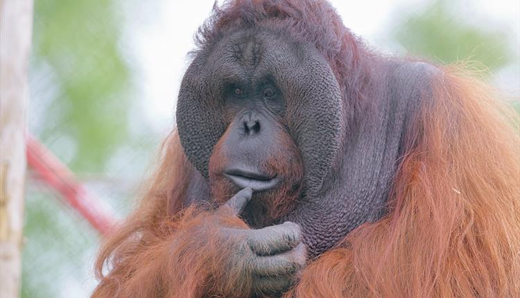 Orangutan Gordon at monkey world