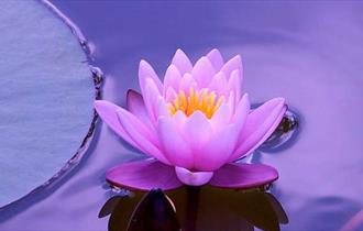 A pretty pink flower in a pool of water, floating.