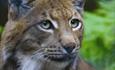 Lynx - The New Forest Otter, Owl & Wildlife Park