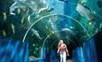 Oceanarium Bournemouth Tunnel