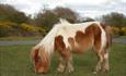 Dorset Day Trips New Forest Shetland pony