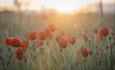 Poppies in a field by Emily Endean