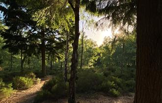 ramsdown forest at sunset