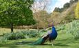 A stunning Peacock in Brownsea Islands gardens