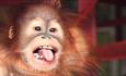 Cute baby orangutan sticking its tongue out at the camera