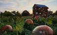 Pumpkin house and pumpkins in a field