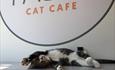 pause cat cafe kitty in bournemouth