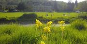 Cowslips and view of Stanmer House