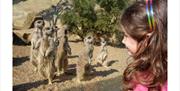 Girl with meerkats