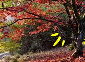 An autumnal coloured tree at Leonardslee Gardens near Brighton