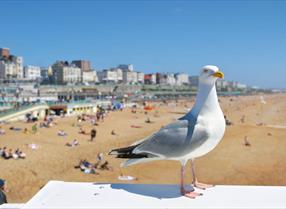 Bee Gees Tribute - Brighton event