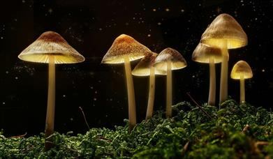 The Science Of Magic Mushrooms With Dr David Luke