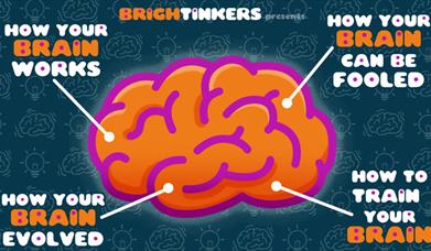 Discover Your Amazing Brain and How To Use It Wisely!