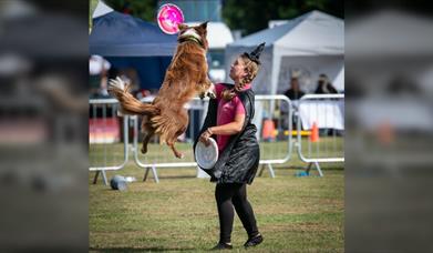 The National Dog Show