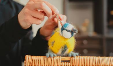 Hello Birds