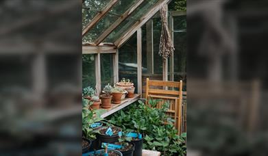 Gardening Basics: Seeds, Bulbs, Annuals and Biennials