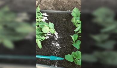 Withypitts Dahlias Propagation Workshop