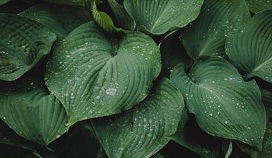 Green plants with water droplets on leaves