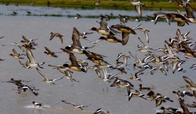 Birding Workshop & Walk: Winter on The Wetlands