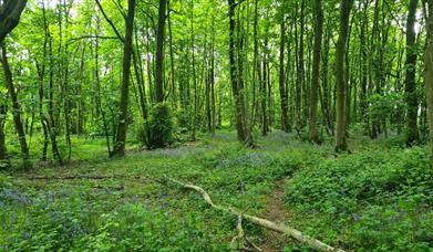 A sea of bluebells in a wooded area of Stanmer Park. 