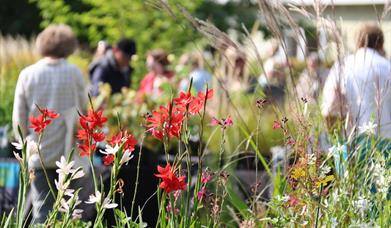 Specialist Autumn Plant Fair
