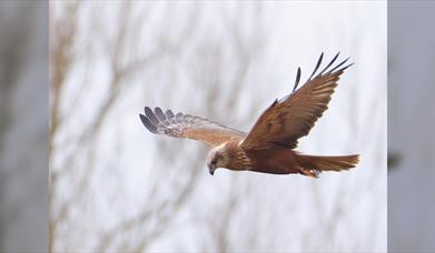 Evening Roost Events