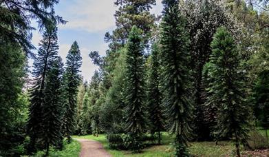 Summer forest bathing
