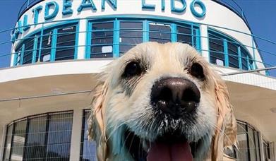 Saltdean Lido Dog Swim 2025 - Poodles