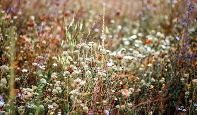 Wildflowers in a field