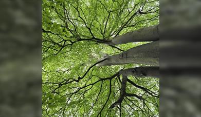 Forest Bathing: A Nature-Based Wellbeing Experience