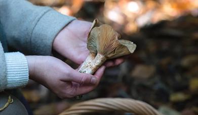 Autumn Foraging Walk with Terra Vitum