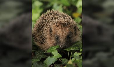 Helping our Hedgehogs