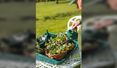 Hanging Basket Workshop with Afternoon Tea