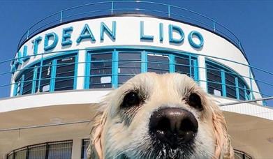 Saltdean Lido Dog Swim 2025 - Retrievers
